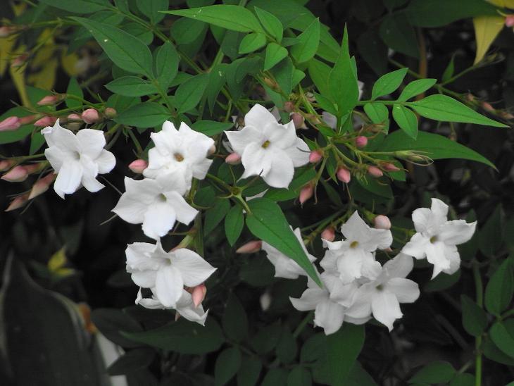 jasmine ,common jasmine